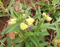 Image result for Polygala persicariifolia