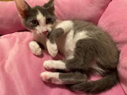 In cats, the most common culprit is the what cerebellar hypoplasia looks like. What Is Cerebellar Hypoplasia The Truth About Kittens With Ch A R F Animal Rescue Foundation