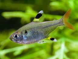 X-Ray Tetra