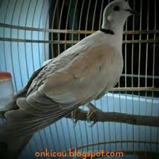 Sepasang puter jantan dan betina akan bertelur 2, jika dalam kondisi subur akan diengkrami dan menetas. Tips Perawatan Burung Puter Pelung Agar Rajin Manggung On Kicau