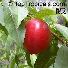 We did not find results for: Prunus Persica Var Nectarina Nectarine Toptropicals Com