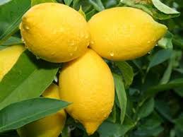 Image result for Yellow Oval Fruit