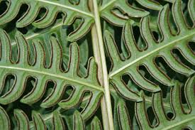 Image result for Pteris tripartita