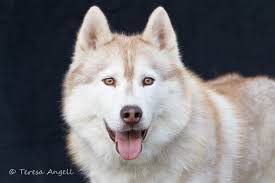 Siberian Husky and All Breed Dog Portraits