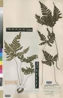 Image result for Triplophyllum