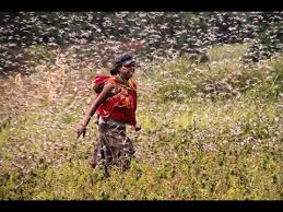 Image result for locust plague