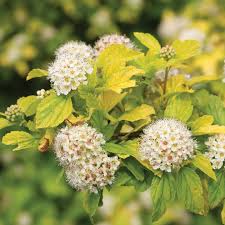 Grows here on very little water. Festivus Gold Physocarpus Spring Meadow Wholesale Liners Spring Meadow Nursery