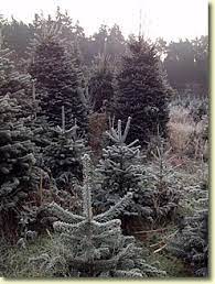 Superior quality trees for sale online. Norfolk Christmas Trees For Sale At Blackrow Nurseries