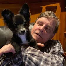 Watch dogs on the gtx 1080 oc & skylake i7 6700k. Mark Hamill Adopts Rescue Dog Named Molly Mae People Com