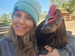 Rooster looking for a new flock in Nelson