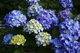 Check spelling or type a new query. Flower Meanings 9 Summer Flowers What They Symbolize