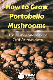 How do portobello mushrooms reproduce? Oyster Mushroom Spawn