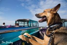 And luckily, we live in a city with amazing hikes, waterfall wonderlands and weekend getaways that allow us to bring our furry friends. A 4 Day Dog Friendly Getaway In Cornwall Without A Car The Londog