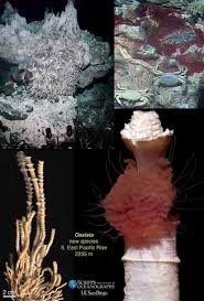 Image result for Nesphostylis holosericea