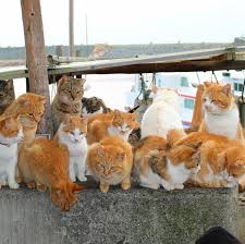 Aushima Kedi Adasi Kedi Sevimli Kediler