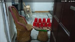 How to unlock the winner winner chicken dinner! Broady S Jump Challenge Winner Winner Chicken Dinner Youtube