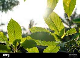 Image result for Mitragyna stipulosa