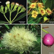 Image result for Syzygium komatiense
