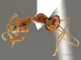 Image result for Gonatopus clavatus