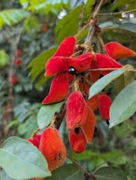 Image result for Cnestis