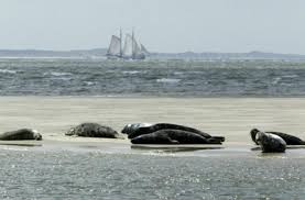 Waddenzee netherlands stock photos and images. Rexona Waddenzee Netherlands World Heritage Sites Wonders Of The World
