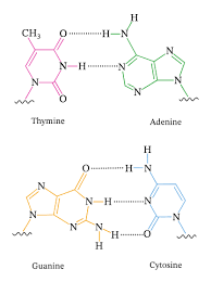 You see, cytosine can form three hydrogen bonds with guanine, and adenine can form two hydrogen bonds with thymine. Lesson Explainer Dna Nagwa