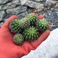 This pic is from a couple yrs ago, but it does have buds now. Echinopsis Rainbow Bursts Echinopsis Rainbow Bursts In Gardentags Plant Encyclopedia