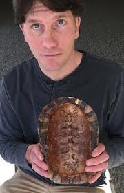 Blanding's turtle threatened, more being learned and confirmed