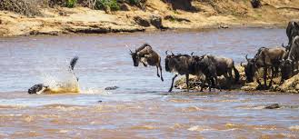 How crocodiles hunt wildebeests during ...