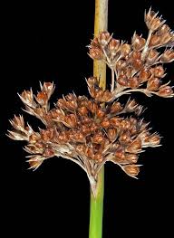 Image result for Juncus