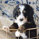 Tricolor Bernedoodle Puppies For Sale|Berner Mountain ...