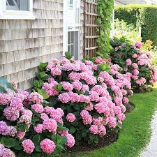 17 Dreamy Hydrangea Gardens That Are Giving Us Major Inspiration Azaleas Landscaping Hydrangea Garden Porch Landscaping