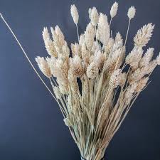 Image result for Phalaris