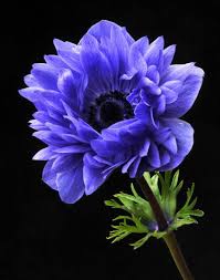 Bekijk meer ideeën over anemoon, bloemen, aquarellen. Garden Anemone Fascinating Flowers Blauwe Bloemen Bloemen Blauwe Bloemen Paarse Bloemen Bloemen