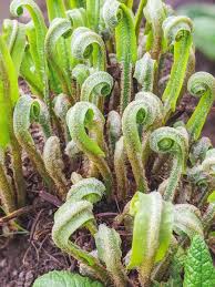 Image result for Asplenium africanum