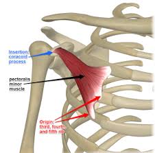 The scapula is also known as the shoulder blade. Anterior Tilt Of The Scapula Dynamic Physio Therapy Naples Fl Physical Therapy