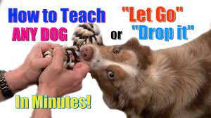 As she takes the treat, pick the tug toy up. How To Teach Any Dog Drop It Let Go In Minutes Youtube