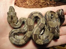 Snake Surprise Virgin Female Boa Constrictor Gives Birth