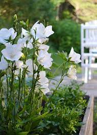 Pin By Liv Margrethe 2 On Angel S Garden White Gardens White Flower Farm White Flowers