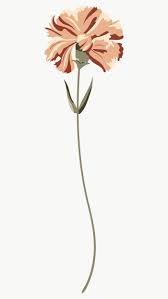 Pin On Carnations