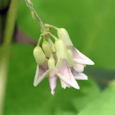 Image result for Amphicarpaea africana