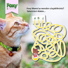 Foxy Mama Ya Nereden Ulasabilirsiniz Tahminleri Alalim Friendship Petsagram Petoftheday Petphoto Instapet Petinstagram Tintin Oya Instagram