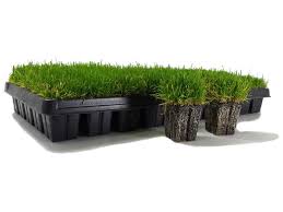 Zoysiagrass is sensitive to certain herbicides during hot summer temperatures. Zoysia Grass Plugs Zoysiaplug Com Zoysiaplug Com