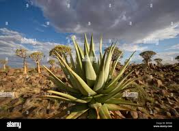 Image result for Aloe littoralis