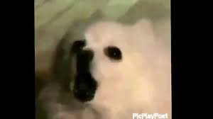 Dog Bark Vine Youtube