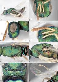 Image result for Costularia natalensis