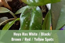 In parsley, powdery mildew caused by oidium subgenera pseudoidium results in white powdery spots on the leaves. Hoya Has White Black Brown Red Yellow Spots Ready To Diy