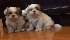 They are full of love to give and love to cuddle! Cute Of The Day Fluffy And Cute Shih Tzu Puppies The World Of Nardio