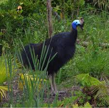 Image result for Cardiopteridaceae