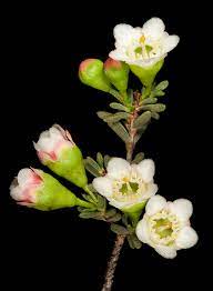 Chamelaucium Megalopetalum Wikipedia